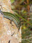 FZ027035 Colourful lizard on rocks.jpg